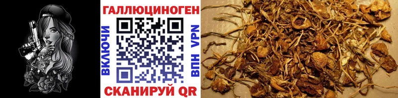 закладки Терек Псилоцибиновые грибы GOLDEN TEACHER